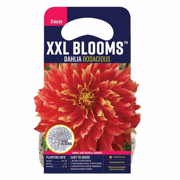 Van Zyverden Dahlia Bodacious (Set of 3 Dormant Bulbs) Full Sun, Orange, Annual