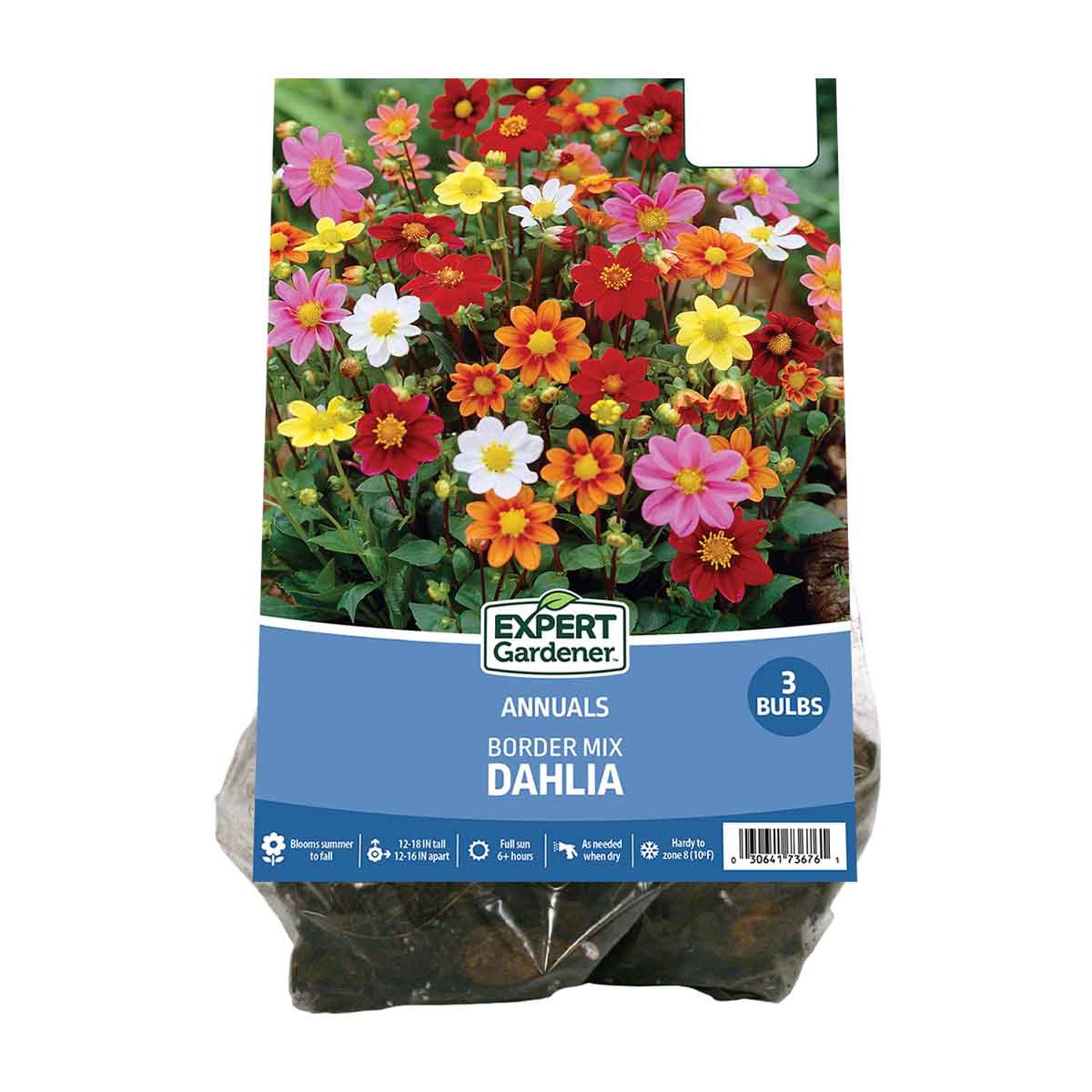 dahlia.2020 VAN ZYVERDEN Dahlias Black Touch Bulbs (Set of 3) 84129 - The Home