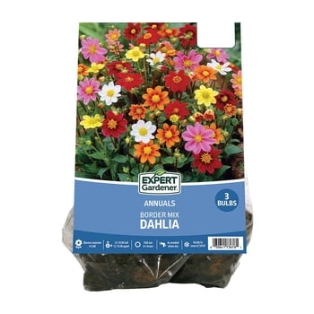 Expert Gardener Dahlia Border Mix (Set of 3 Dormant Bulbs) Full Sun, Multi-Color, Annual