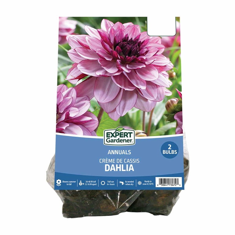 Van Zyverden Dahlia CrÃ¨me De Cassis Bulbs, Lavender Blooms