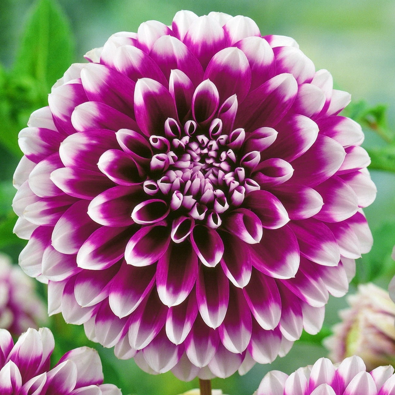 Dahlia確認ページ Hapet Old Charm Dahlia Tuber for Sale – Love Dahlias