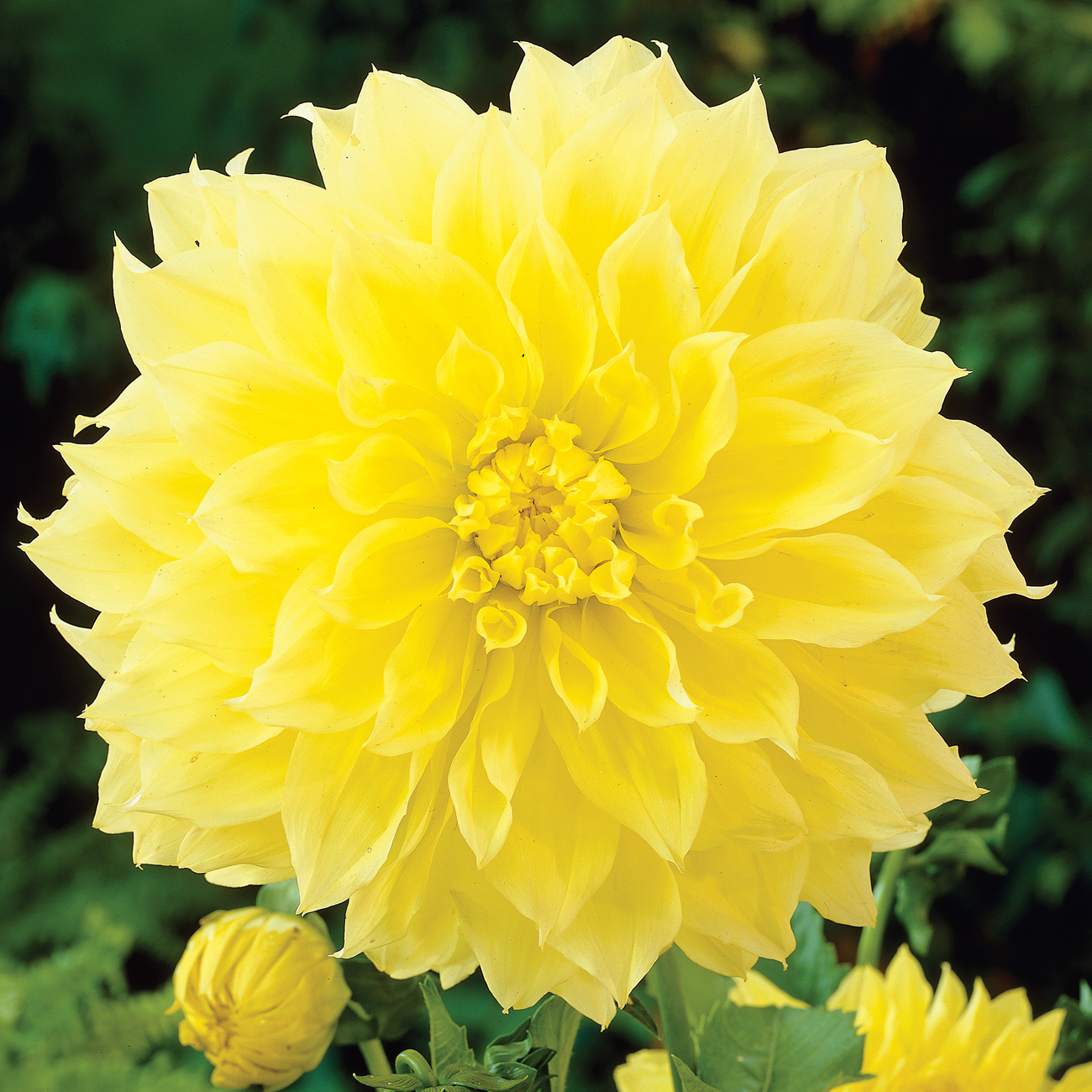 Dahlia Bulbs,Dahlia Bulbs For Planting Perennial,Professional Planting