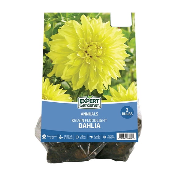 Expert Gardener Dahlia Kelvin Floodlight (Set of 2 Dormant Bulbs) Full Sun, Yellow, Annual