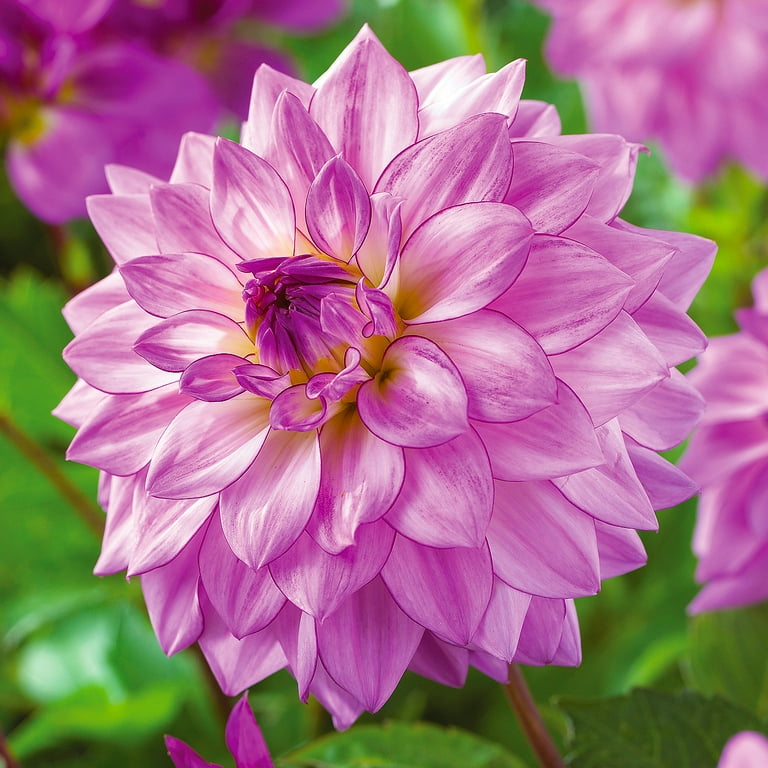その他 GATCG Dahlia, Idyllic Dreamer CSR PSA 10 その他 GATCG Dahlia, Idyllic Dreamer CSR PSA 10 Dahlia