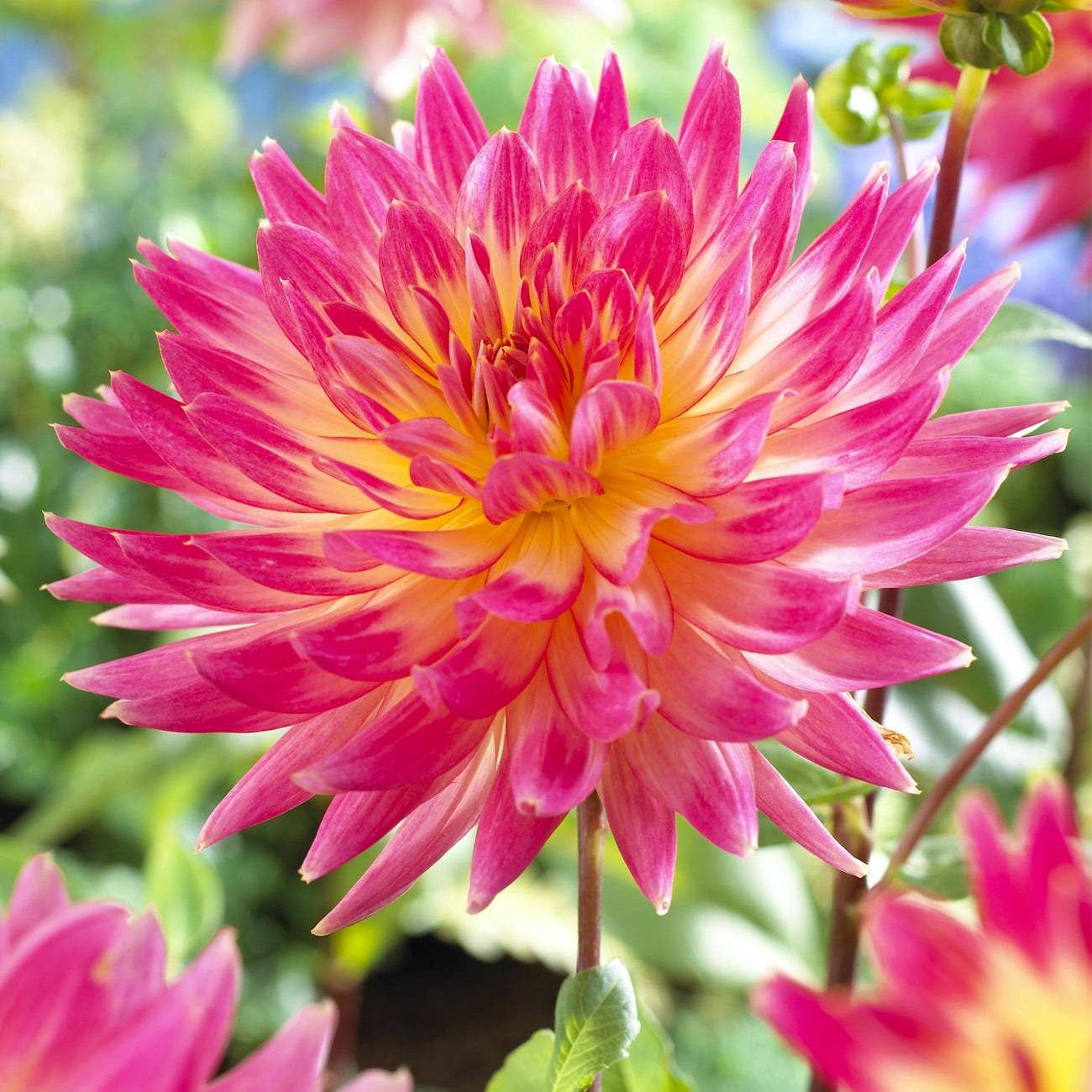 Van Zyverden Dahlia Magic Sunrise Dormant Flower Bulb Full Sun Multi