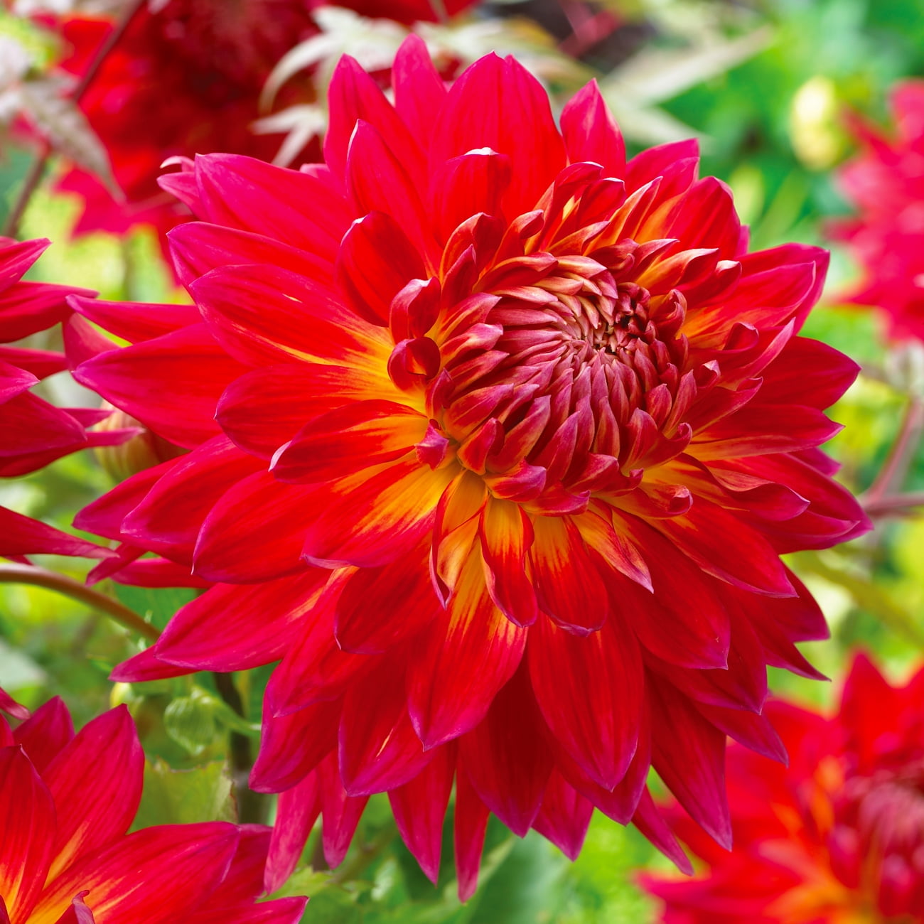 Van Zyverden Dahlia Manhattan Island® Dormant Flower Bulb