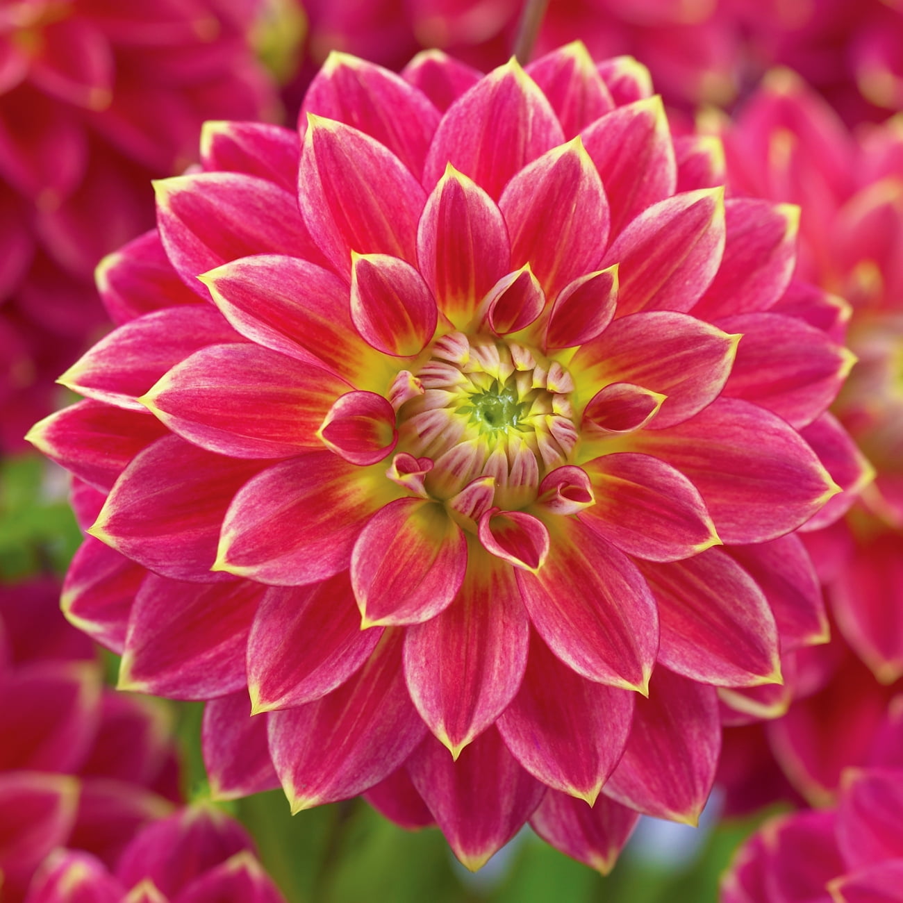 DAHLIA Dahlia Zippity Do Da - top quality dahlia tubers - FAM