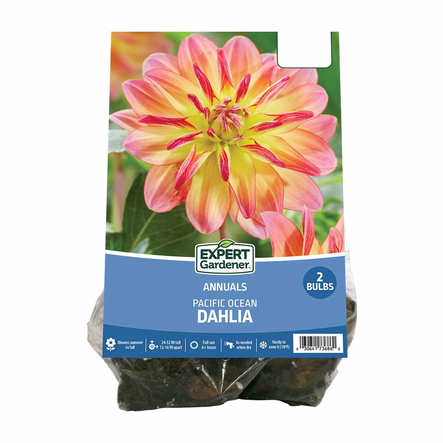 Expert Gardener Dahlia Pacific Ocean Set of 2 Dormant Bulbs Full