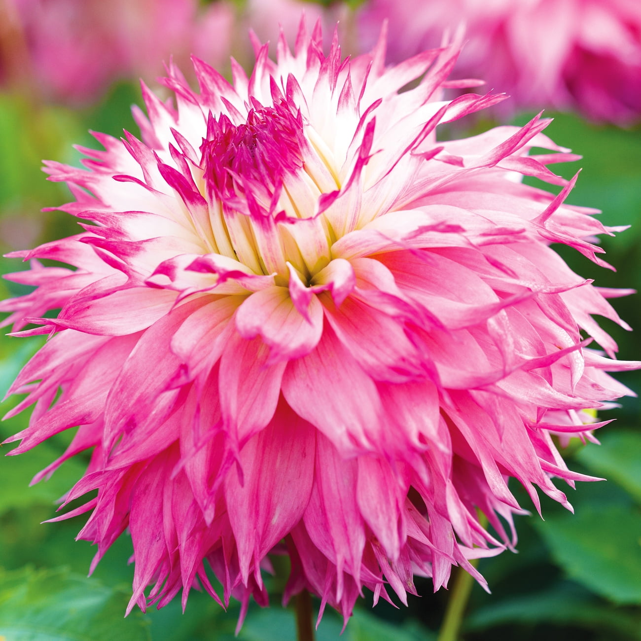 Van-Zyverden-Dahlia-Pineland-s