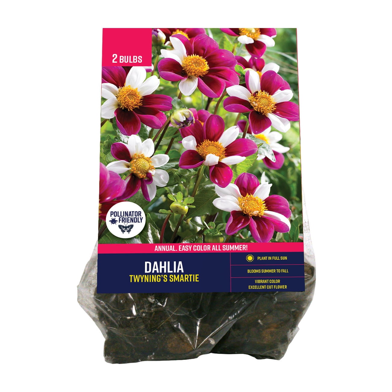 Van Zyverden Dahlia Twyning's Smartie (Set of 2 Dormant