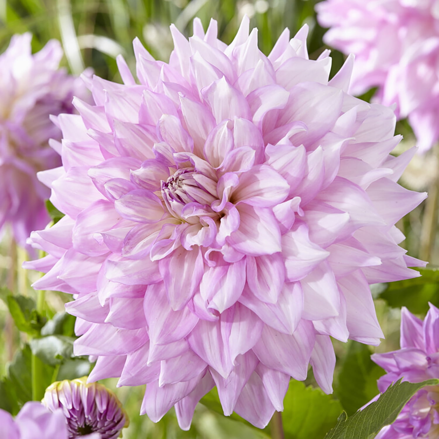 Van Zyverden Dahlias Almand's Joy Set of 5 Bulbs Purple Full Sun Annual Easy to Grow