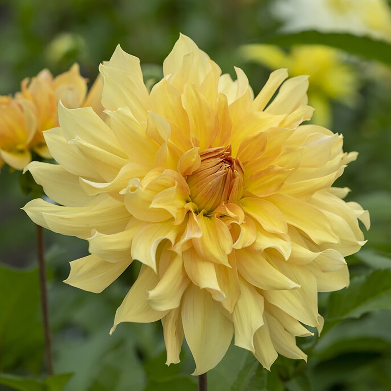 Van Zyverden Dahlias Big Brother, 5 Bulbs, Orange, Full Sun, Annual, Flowering