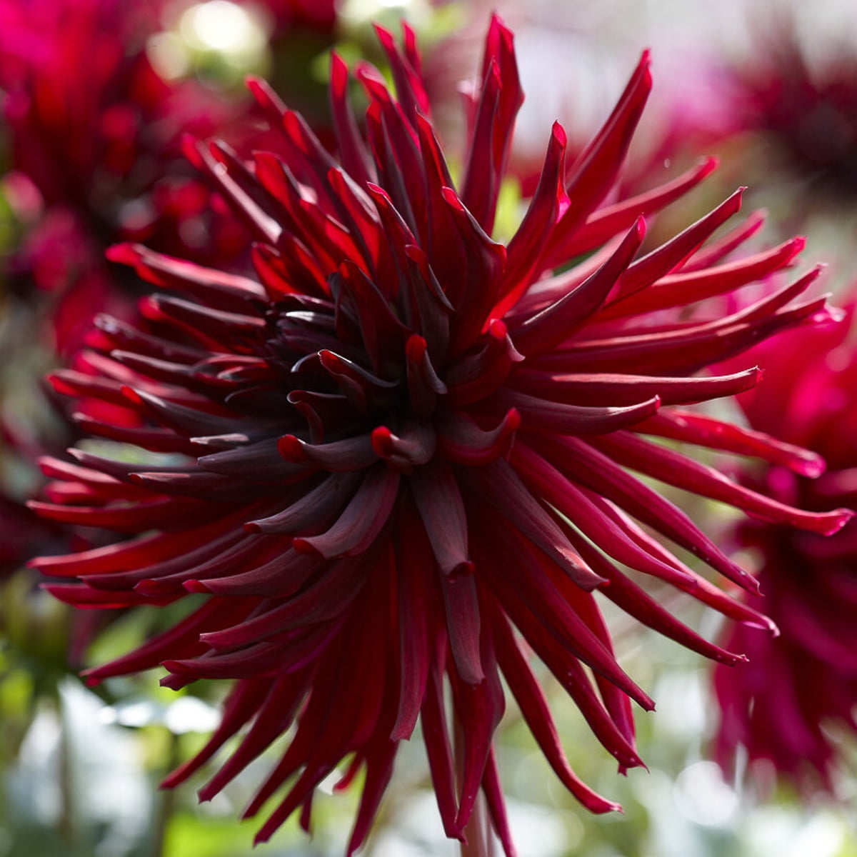 Van Zyverden Dahlias Black Narcissus Set of 3 Bulbs Black