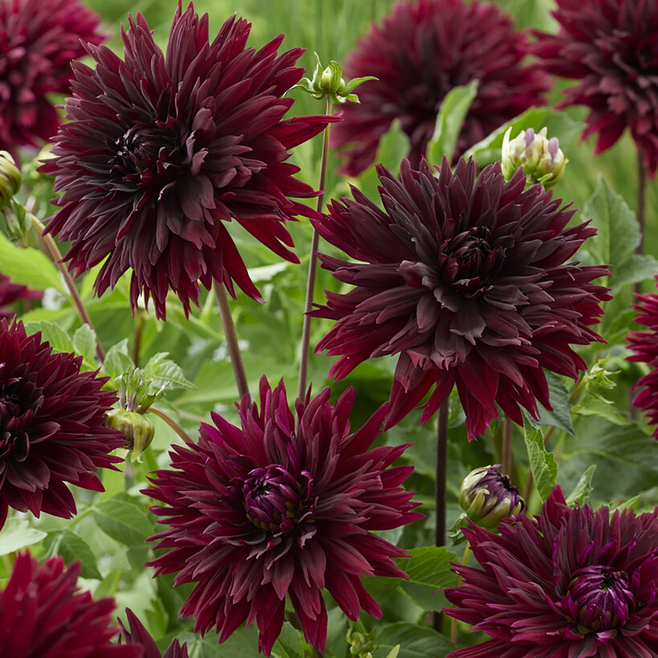 Van Zyverden Dahlias Black Touch, 3 Bulbs, Black, Full Sun, Annual, Flowering
