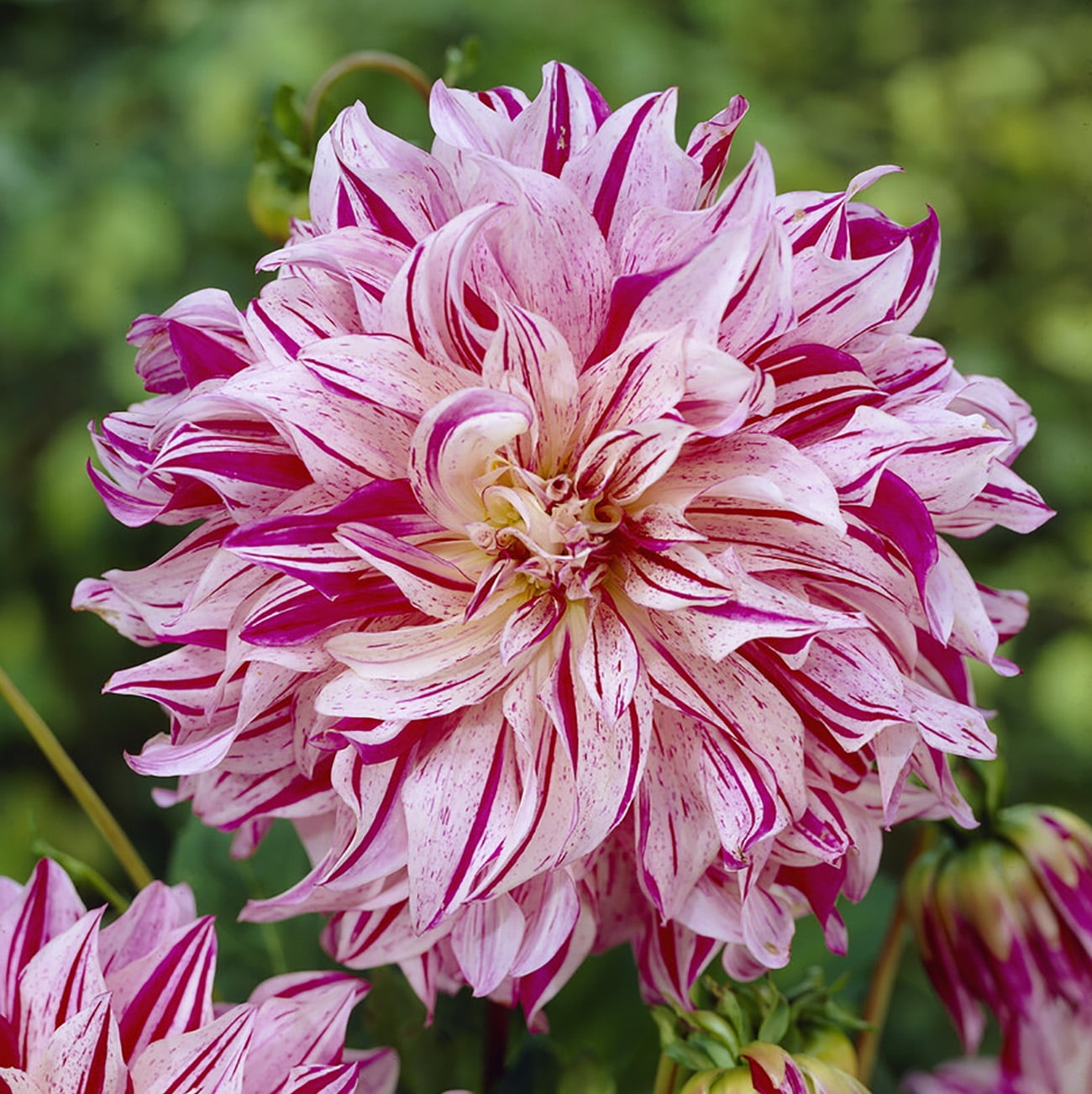 Van Zyverden Dahlias Bristol Stripe, 3 Bulbs, Multi-color, Full Sun, Annual, Flowering