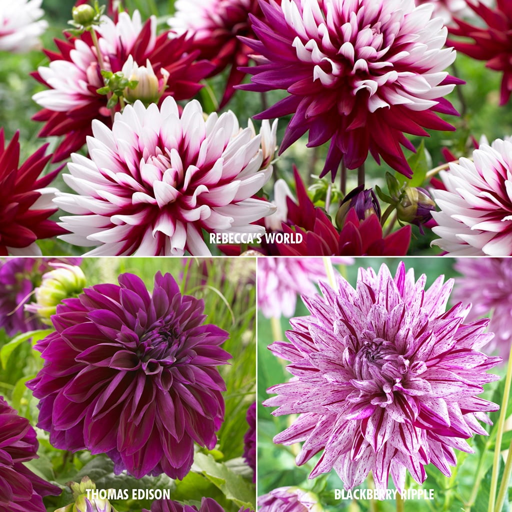 Van Zyverden Dahlias Collection 3 Varieties 15 Bulbs Mixed Full Sun Annual Easy to Grow