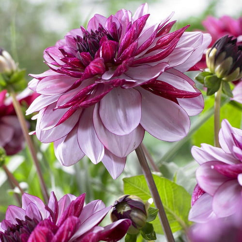 Van Zyverden Dahlias Crème de Cassis Set of 5 Bulbs Purple Full Sun Annual Easy to Grow
