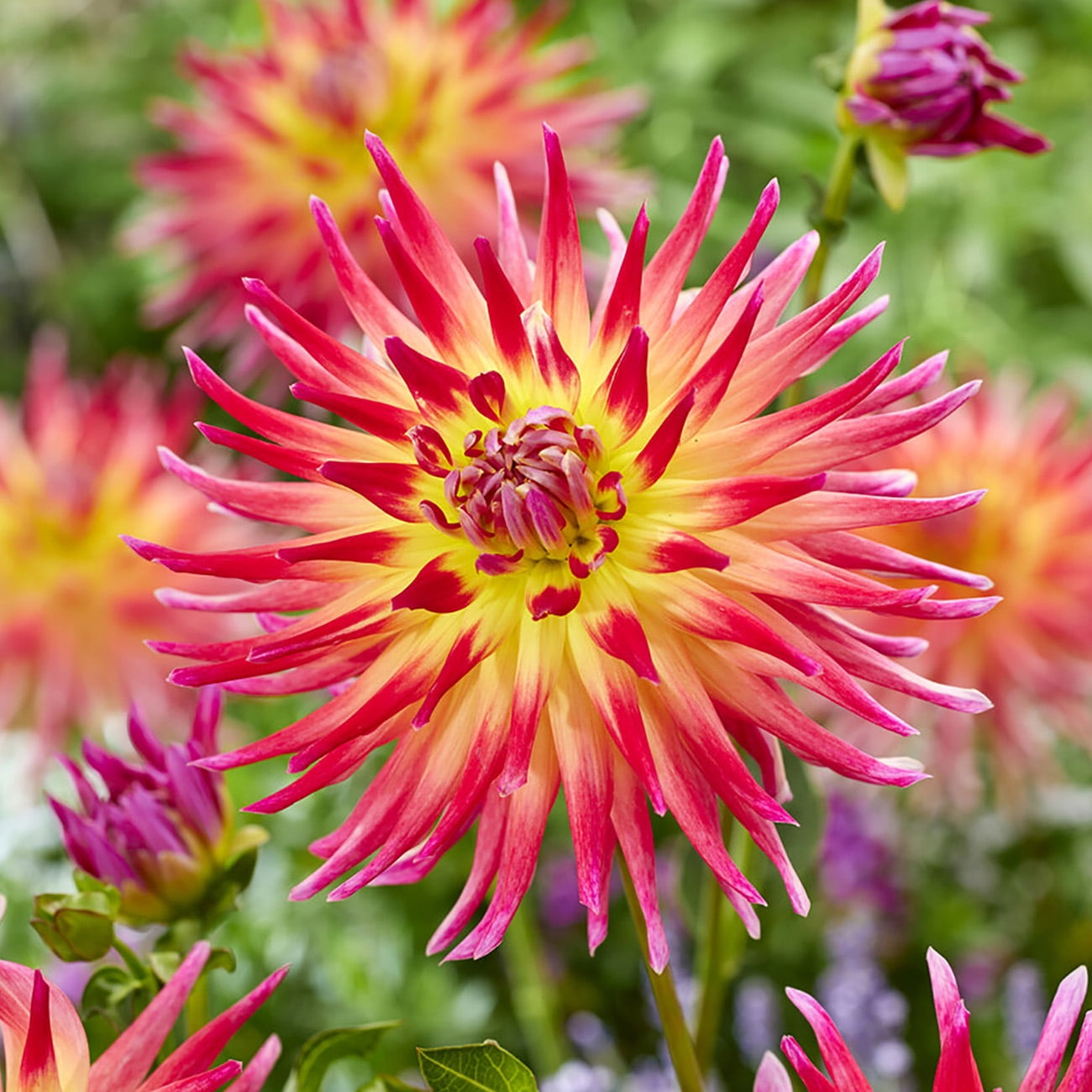 Van Zyverden Dahlias Electric Flash, 3 Bulbs, Multi-color, Full Sun, Annual, Flowering