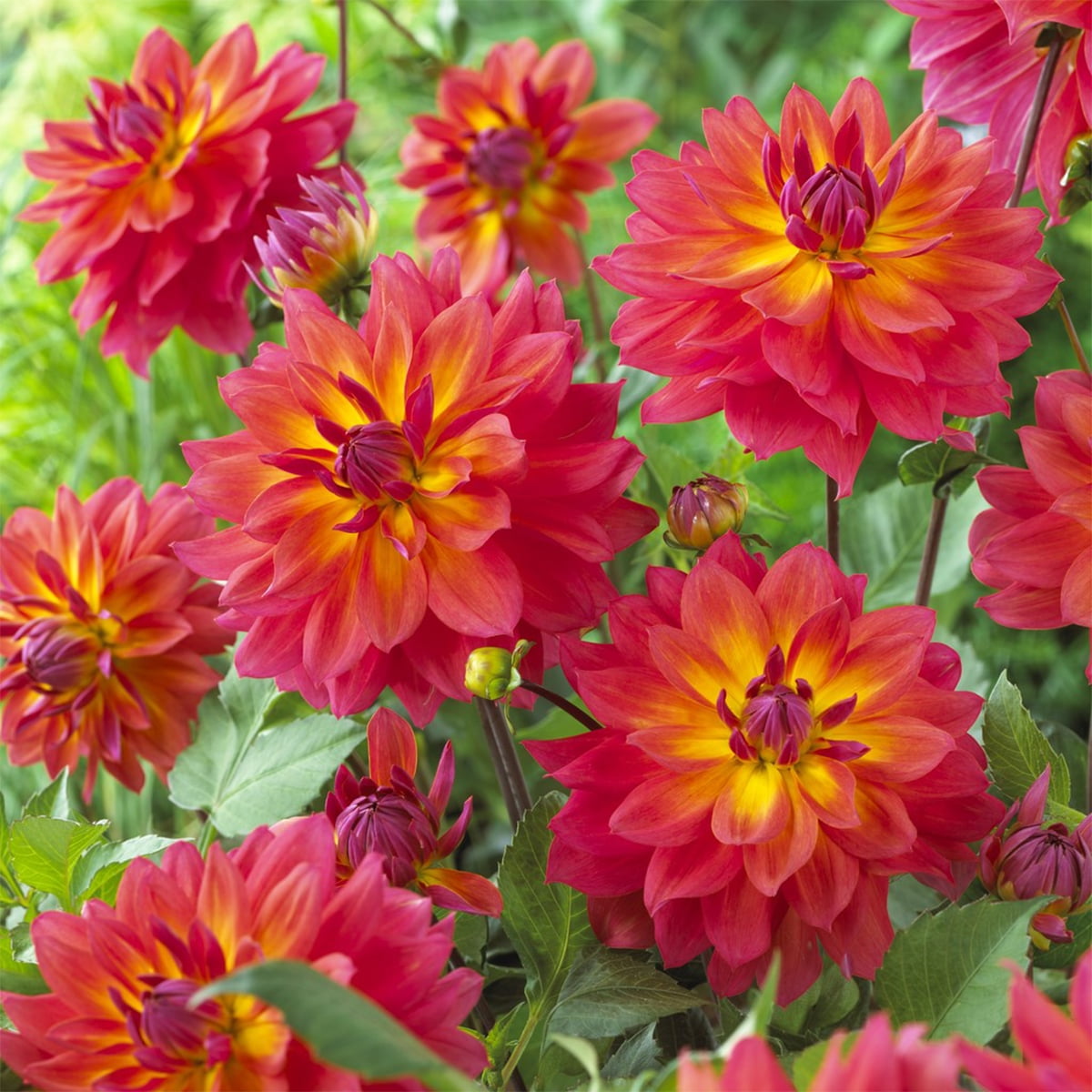 Van Zyverden Dahlias Firepot Set of 5 Bulbs Multicolor Full Sun Annual Easy to Grow