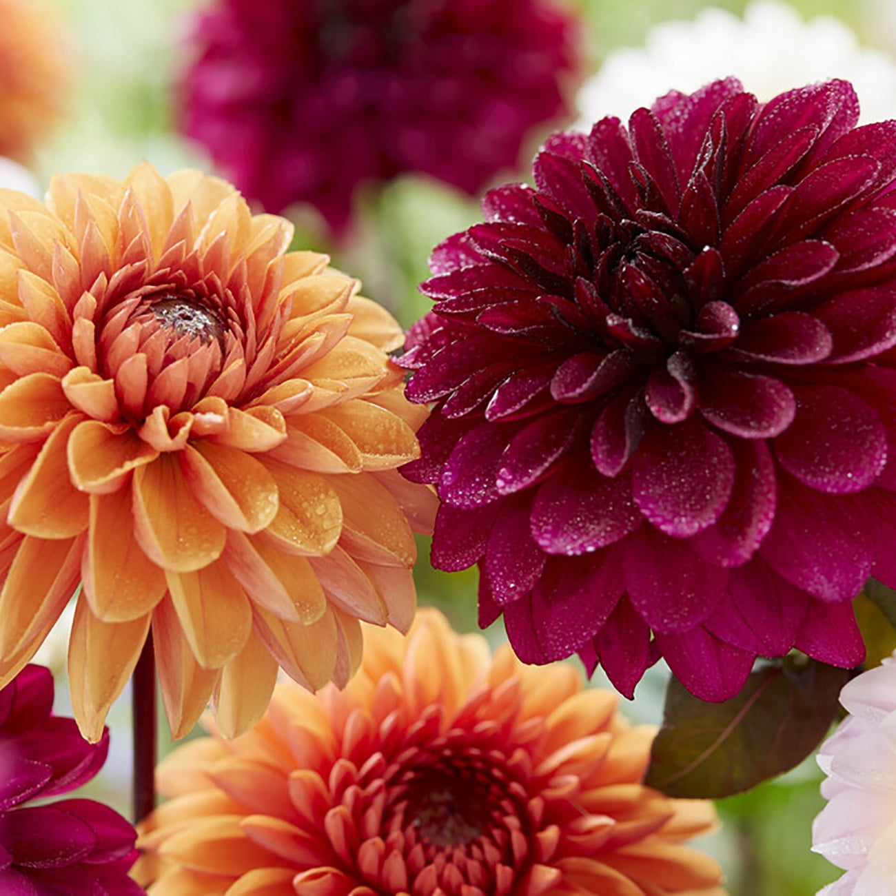 Flaming Mult Van Zyverden Dahlias Flaming Love Blend, 7 Bulbs, Multi-color, Full Sun ...