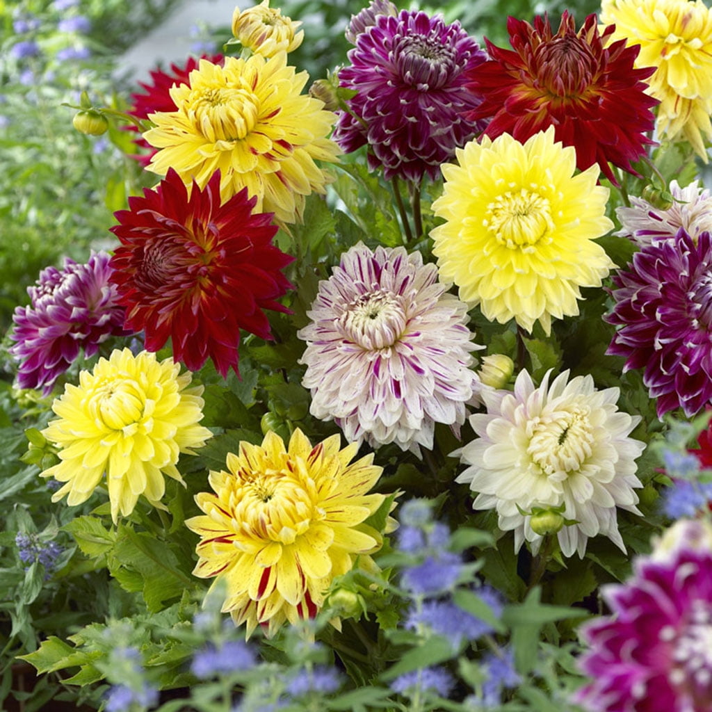 Dahlia Giant Blooming Dinnerplate Mixed Bulbs Pack of 7