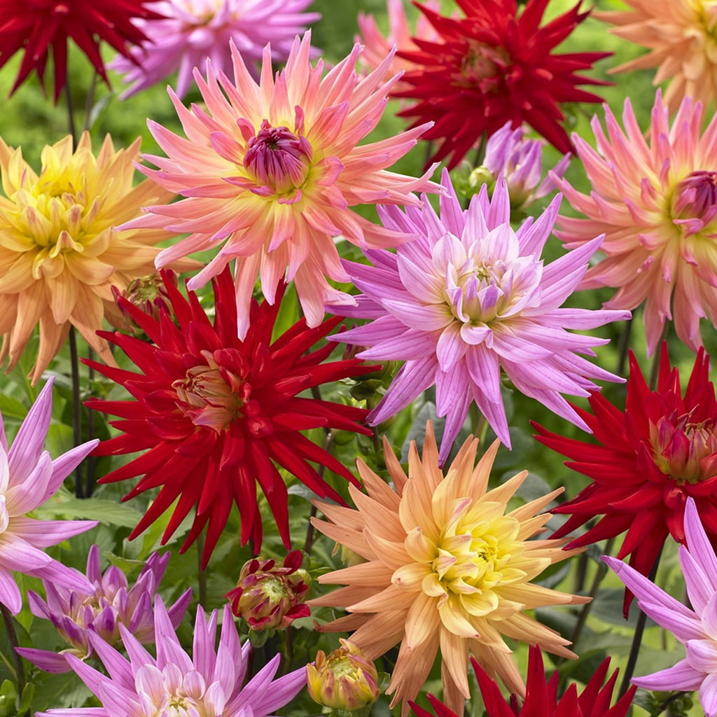 Van Zyverden Dahlias Karma Corona Mixture Set of 7 Bulbs Multicolor Full Sun Easy to Grow