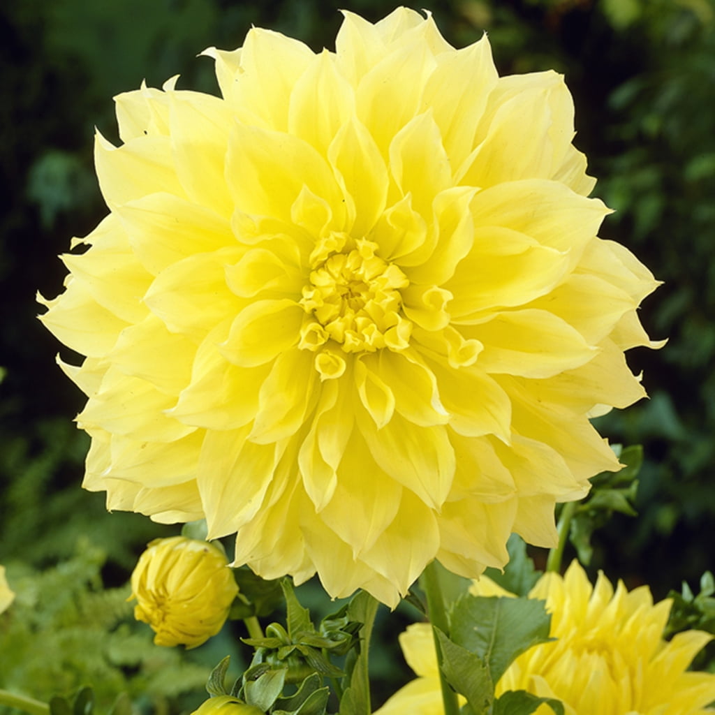 Van Zyverden Dahlias Kelvin Floodlight Set of 5 Bulbs Yellow Full Sun Easy to Grow