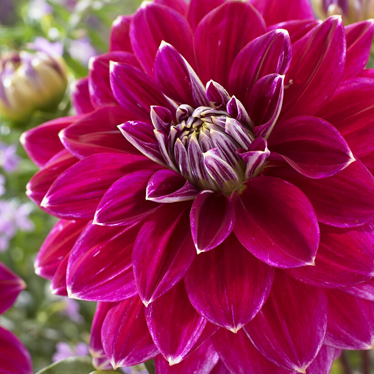 Van Zyverden Dahlias Maldini, 5 Bulbs, Red, Full Sun, Annual, Flowering