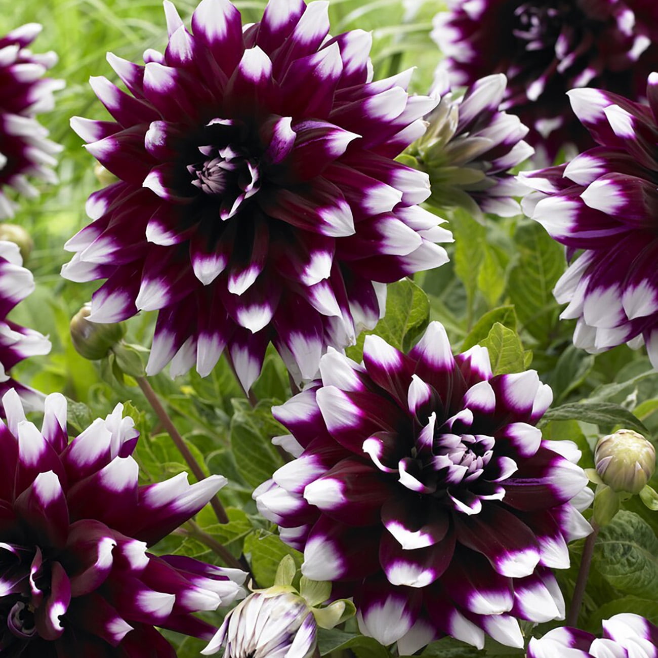 Van Zyverden Dahlias Mystery Day, 5 Bulbs, Multi-color, Full Sun, Annual, Flowering