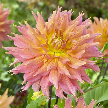 Van Zyverden Dahlias Omega, 5 Bulbs, Multi-color, Full Sun, Annual, Flowering
