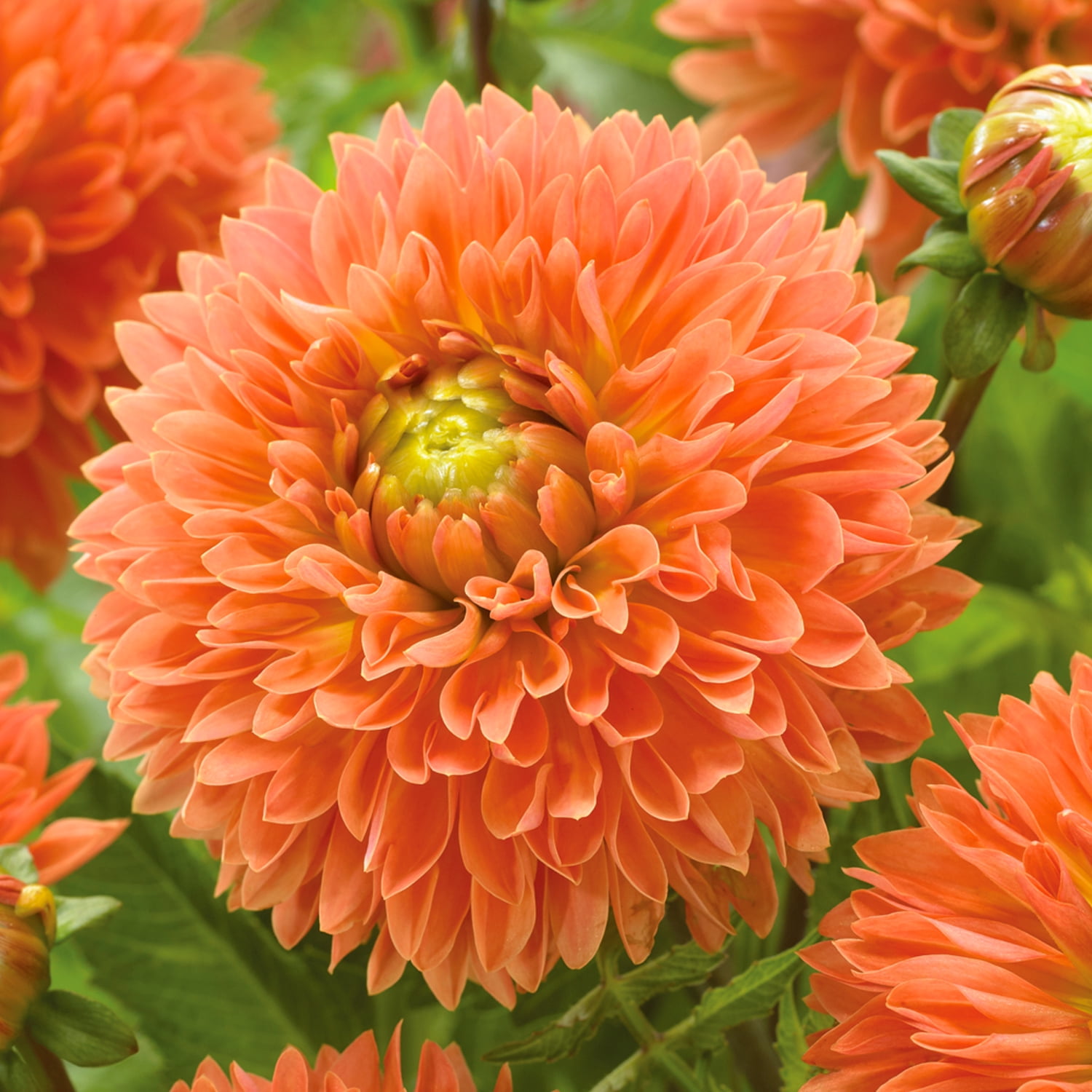 Van Zyverden Dahlias Orange Impact Set of 5 Bulbs Orange Full Sun, Annual, Flowering