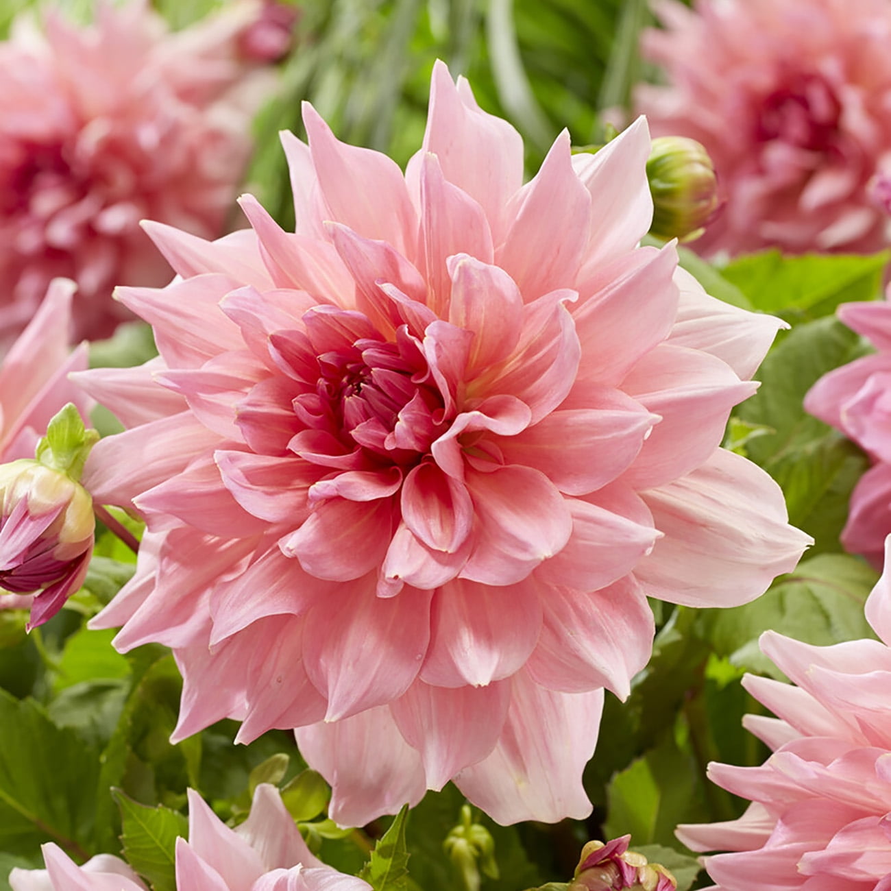 Van Zyverden Dahlias Otto's Thrill, 5 Bulbs, Red, Full Sun, Annual, Flowering