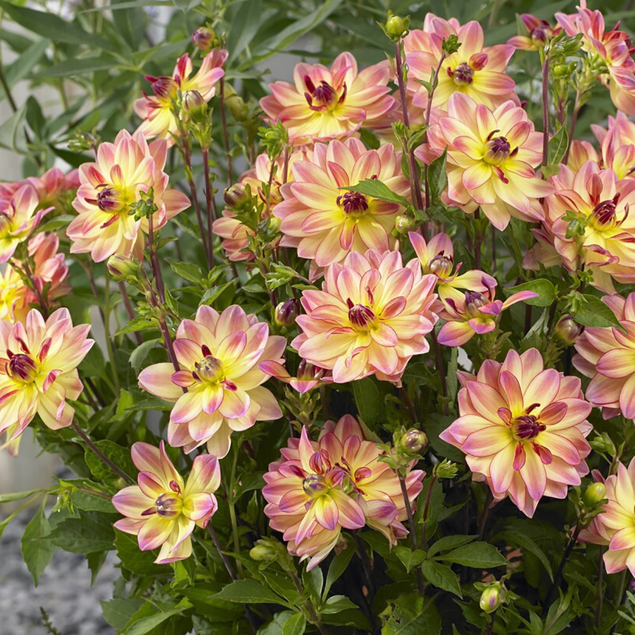 Van Zyverden Dahlias Pacific Ocean, 3 Bulbs, Multi-color, Full Sun, Annual, Flowering