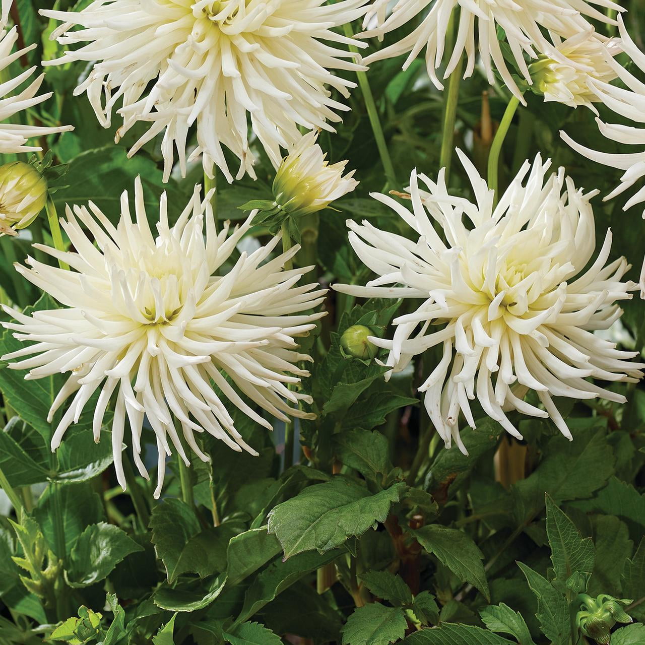 Van Zyverden Dahlias Playa Blanca, 5 Bulbs, White, Full Sun, Annual, Flowering