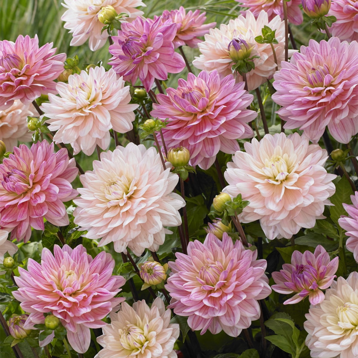 Van Zyverden Dahlias Pretty in Pink Blend Set of 7 Bulbs Full Sun Annual Easy to Grow