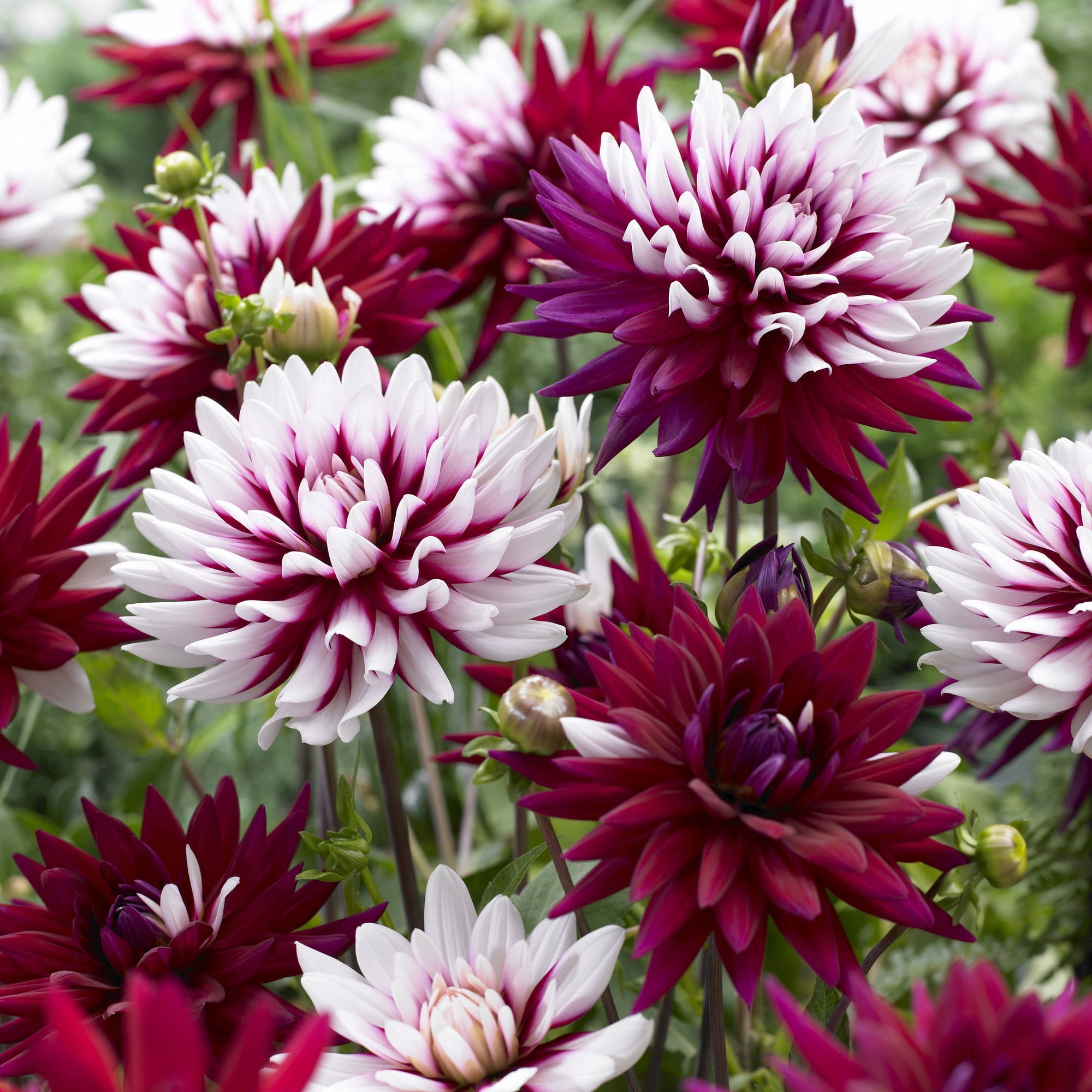 Rebecca's World Dahlia Bulbs Set of 5 in Assorted Colors