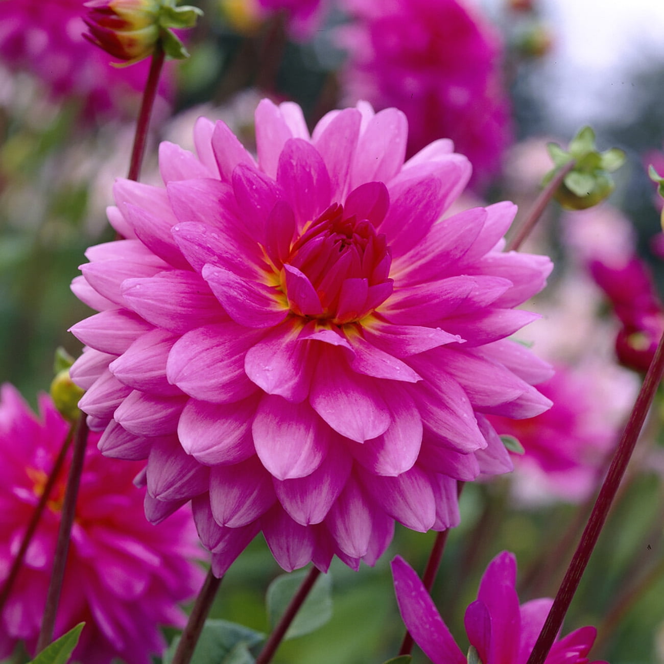 Van Zyverden Dahlias Rosella, 5 Bulbs, Pink, Full Sun, Annual, Flowering