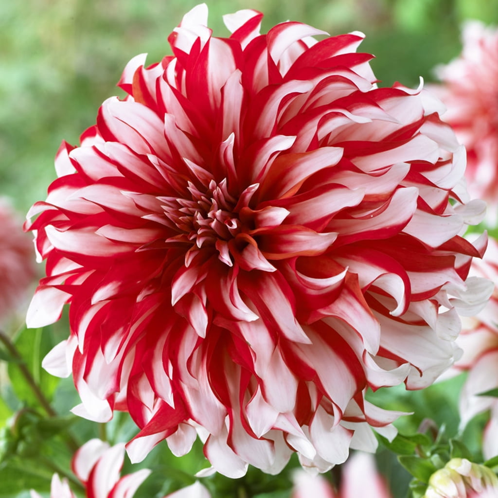 Van Zyverden Dahlias Santa Claus Set of 5 Bulbs Multicolor Full Sun Easy to Grow