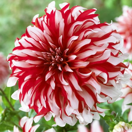 Van Zyverden Dahlias Santa Claus Set of 5 Bulbs Multicolor Full Sun Easy to Grow