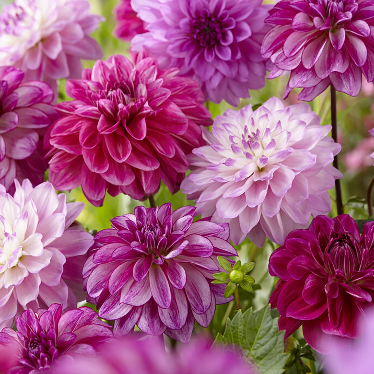 Van Zyverden Dahlias Seductive Arbawinnie Blend, 5 Bulbs, Multi-color, Full Sun, Annual, Flowering
