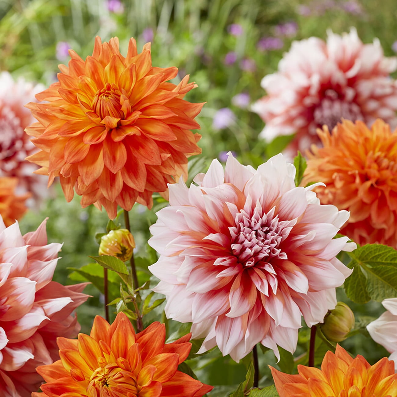 Van Zyverden Dahlias Splendid Festival Blend, 7 Bulbs, Multi-color, Full Sun, Annual, Flowering
