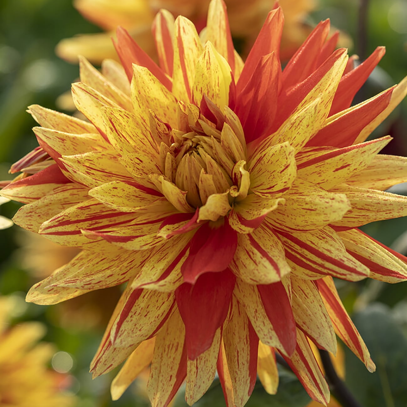 Amazon.com: Van Zyverden: Dahlias