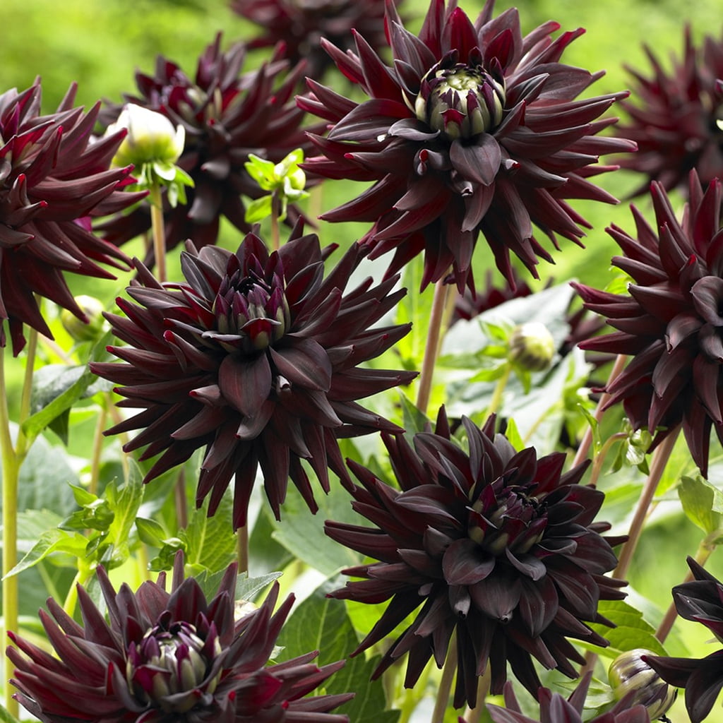 Van Zyverden Dahlias Tamburo Set of 5 Bulbs Black Full Sun Annual Easy to Grow
