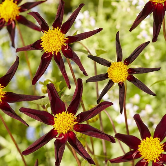 Van Zyverden Dahlias Verrone's Obsidian Set of 5 Bulbs Black Full Sun Annual Pollinator