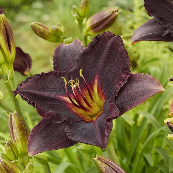 Van Zyverden Daylilies Black Stockings Set of 3 Plant Roots Black Partial Sun