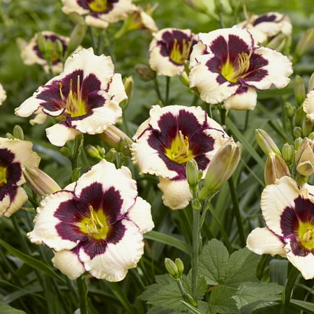 Van Zyverden Daylilies Celebration of Angeles 5 Plant Roots Multicolor Partial Sun Flowering