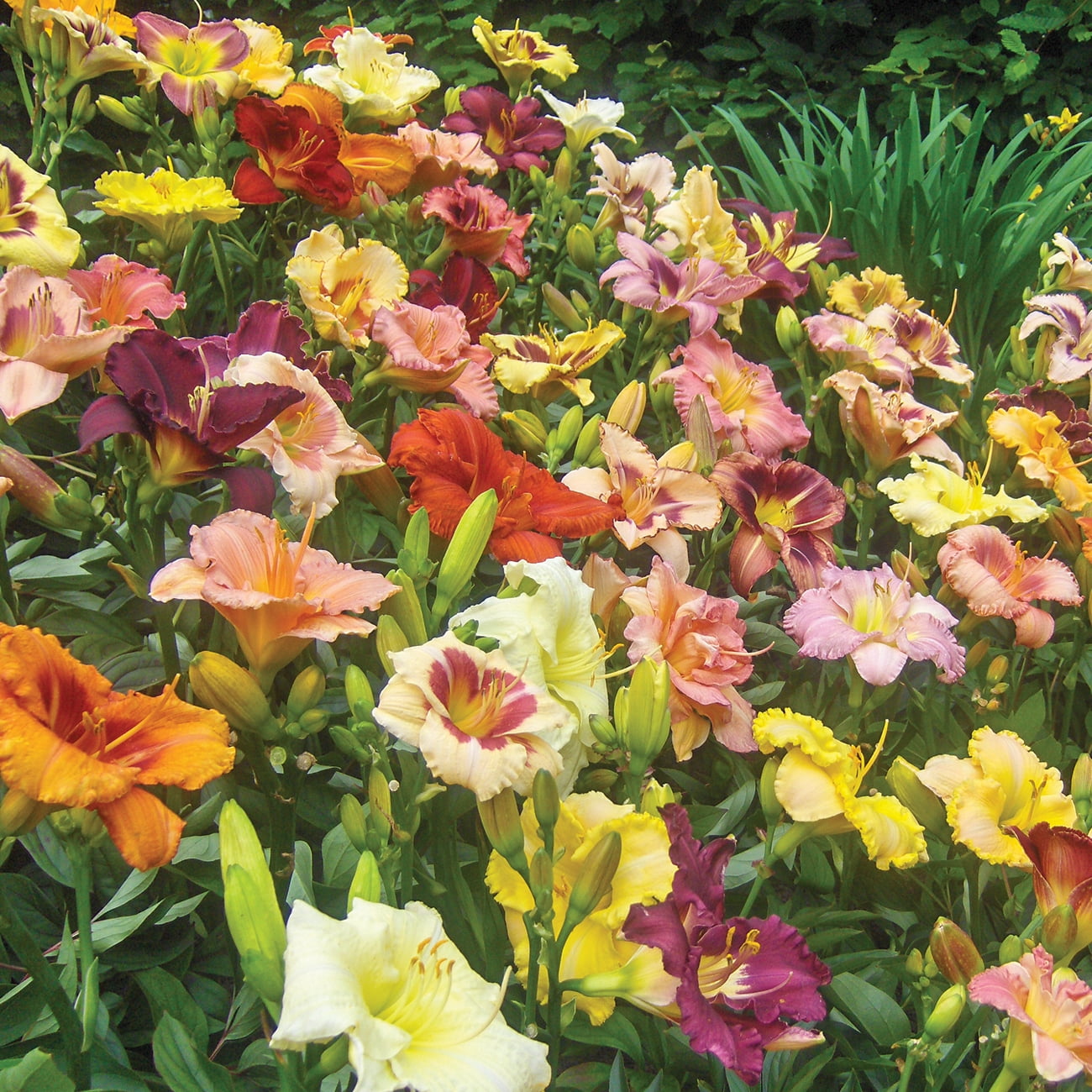 Van Zyverden Daylilies Kitchen Sink Breeder's Mixture Set of 12 Plant Roots Multicolor Partial Sun Easy to Grow