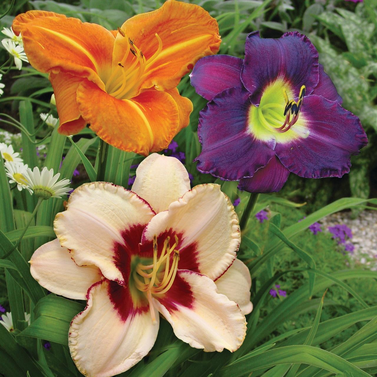 Van Zyverden Daylilies Once In a Lifetime Blend, 10 Plant Roots, Multi-color, Partial Sun, Perennial, Pollinator