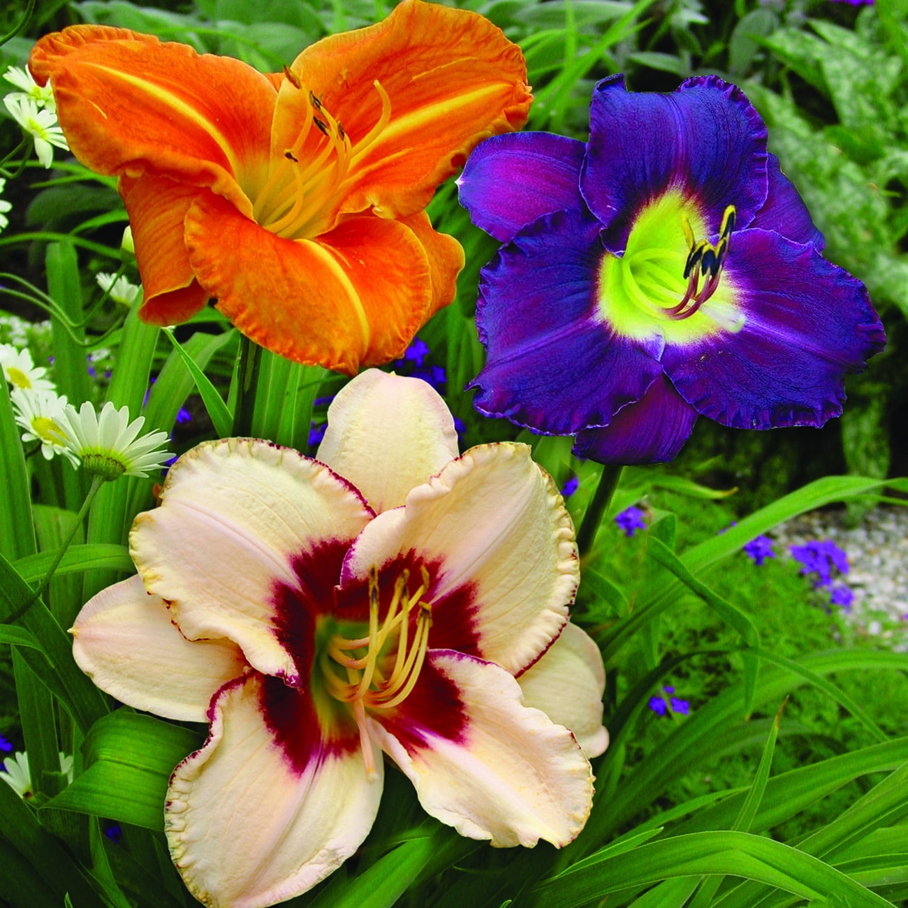 Van Zyverden Daylilies Once In a Lifetime Blend Quantity Landscape Set of 125 Plant Roots Multicolor Partial Sun