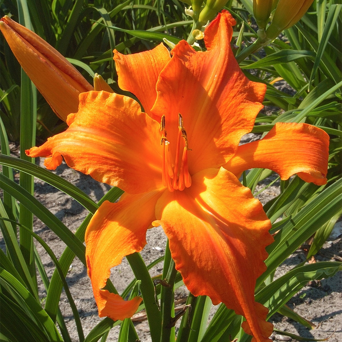 Van Zyverden Daylilies Primal Scream Set of 3 Plant Roots Gold Partial Sun Easy to Grow